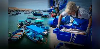 Barcos chinos en el mar peruano: drástica reducción de la pota alarma a pescadores en el norte