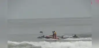 Delfines nadan junto a rescatistas en moto acuática en playa Camaná, Arequipa: imagenes del inusual avistamiento Delfines nadan junto a rescatistas en moto acuática en playa Camaná, Arequipa: imagenes del inusual avistamiento