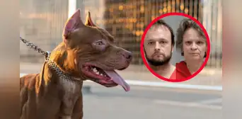 Pitbulls drogados con cocaína asesinan a mujer de 73 años: dueños fueron condenados por homicidio involuntario