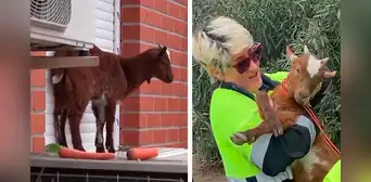 Rescataron a una cabra que quedó atrapada en el quinto piso de un edificio abandonado en Madrid: nadie sabe cómo llegó allí Rescataron a una cabra que quedó atrapada en el quinto piso de un edificio abandonado en Madrid: nadie sabe cómo llegó allí