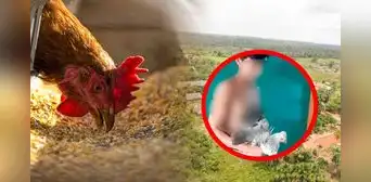 Loreto: adolescente roba gallina y lo esconde en sus partes íntimas para no ser descubierto