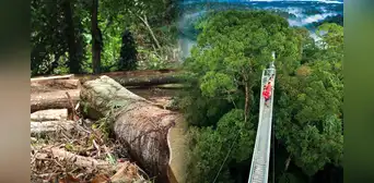 El país de América Latina que logró vencer la deforestación: casi el 60% de su territorio está cubierto por bosques