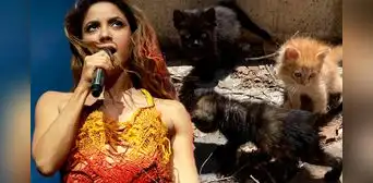 Denuncian que fumigación por concierto de Shakira en Colombia habría causado la muerte de casi 100 gatos en Barranquilla Denuncian que fumigación por concierto de Shakira en Colombia habría causado la muerte de casi 100 gatos en Barranquilla