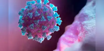 Científicos descubren en murciélagos de China un nuevo virus parecido al coronavirus que infectaría a humanos Científicos descubren en murciélagos de China un nuevo virus parecido al coronavirus que infectaría a humanos