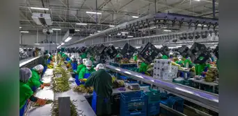Empresas exportadoras: mipymes son mayoría, pero las grandes acaparan el 96% de las ventas al exterior