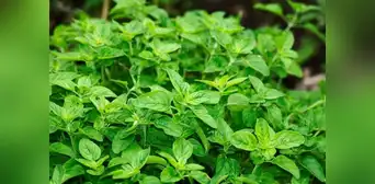 El ingrediente con poder antiinflamatorio y común en la casa que podría cuidar tus articulaciones: así puedes incluirlo en tu hogar El ingrediente con poder antiinflamatorio y común en la casa que podría cuidar tus articulaciones: así puedes incluirlo en tu hogar