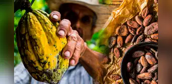 Estudio determina que Perú tiene el cacao más antiguo del mundo: investigación se presentó en el Chocoa 2025 Estudio determina que Perú tiene el cacao más antiguo del mundo: investigación se presentó en el Chocoa 2025