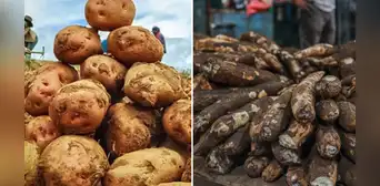 No es ni la yuca ni la papa: el tubérculo que fortalece la memoria y casi nadie consume, ¿cómo incluirlo en tu dieta? No es ni la yuca ni la papa: el tubérculo que fortalece la memoria y casi nadie consume, ¿cómo incluirlo en tu dieta?