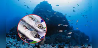 El pescado rico en colágeno que ayuda a mantener tu piel joven y saludable: habita en el mar peruano y tiene un costo accesible El pescado rico en colágeno que ayuda a mantener tu piel joven y saludable: habita en el mar peruano y tiene un costo accesible