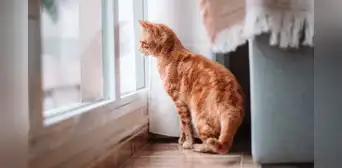 ¿Cuánto tiempo puede estar solo un gato en casa? Esto dice un veterinario experto