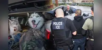 Mucha atención, inmigrante: ¿qué hacer con las mascotas si eres indocumentado y te deportan de Estados Unidos? Mucha atención, inmigrante: ¿qué hacer con las mascotas si eres indocumentado y te deportan de Estados Unidos?