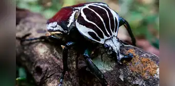 El insecto más grande del mundo se está extinguiendo por culpa de la industria del cacao, según estudio científico El insecto más grande del mundo se está extinguiendo por culpa de la industria del cacao, según estudio científico