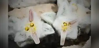Descubren una extraña planta en un desierto de Texas que tendría propiedades medicinales: tiene pelos y flores con 2 pétalos Descubren una extraña planta en un desierto de Texas que tendría propiedades medicinales: tiene pelos y flores con 2 pétalos