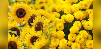 ¿Por qué se regalarán flores amarillas el 21 de marzo? Descubre su verdadero significado ¿Por qué se regalarán flores amarillas el 21 de marzo? Descubre su verdadero significado