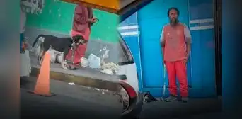 Animalistas denuncian maltrato contra perros y gatos callejeros en Tacna: piden intervención de las autoridades de salud