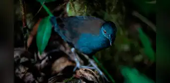 Científicos descubren un ave que se creía extinta en Sudamérica: fue vista por última vez hace casi 200 años Científicos descubren un ave que se creía extinta en Sudamérica: fue vista por última vez hace casi 200 años