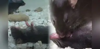 Científicos graban a un ratón realizando primeros auxilios a su compañero que se encontraba inconsciente