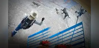 Captan a sujeto agrediendo sin razón alguna a perrito en Arequipa: can quedó grave tras ser impactado por una roca Captan a sujeto agrediendo sin razón alguna a perrito en Arequipa: can quedó grave tras ser impactado por una roca