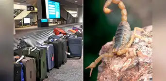 Massachusetts: mujer fue picada por un escorpión mientras esperaba su equipaje en el Aeropuerto Logan de Boston Massachusetts: mujer fue picada por un escorpión mientras esperaba su equipaje en el Aeropuerto Logan de Boston