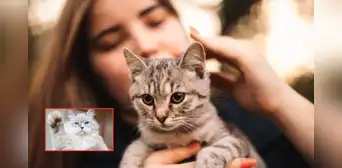 Estudio revela que los gatos domesticados mantienen su instinto salvaje y cazan más de 2.000 especies: desde insectos hasta mamíferos Estudio revela que los gatos domesticados mantienen su instinto salvaje y cazan más de 2.000 especies: desde insectos hasta mamíferos