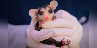 Este es el mamífero con el embarazo más corto del mundo: no supera el mes y su sistema reproductivo es particular Este es el mamífero con el embarazo más corto del mundo: no supera el mes y su sistema reproductivo es particular