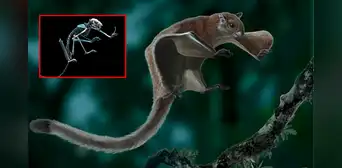 Científicos descubren una antigua ardilla voladora gigante en Estados Unidos: solo se tenía registro de esta especie en Asia y Europa Científicos descubren una antigua ardilla voladora gigante en Estados Unidos: solo se tenía registro de esta especie en Asia y Europa
