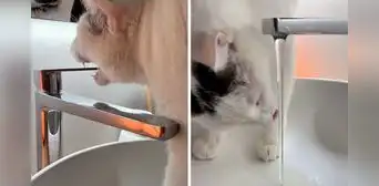 ¿Un gato ecológico? Minino sorprende al abrir el grifo para tomar agua y lo cierra solo ¿Un gato ecológico? Minino sorprende al abrir el grifo para tomar agua y lo cierra solo