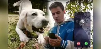 PetPhone: el “primer teléfono para mascotas” que usa IA para traducir gestos y sonidos de perros y gatos PetPhone: el “primer teléfono para mascotas” que usa IA para traducir gestos y sonidos de perros y gatos