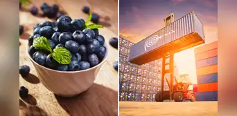 Perú domina el mercado internacional del arándano: exportaciones del 'oro azul' sumaron US$2.270 millones en 2024 Perú domina el mercado internacional del arándano: exportaciones del 'oro azul' sumaron US$2.270 millones en 2024