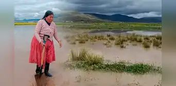 Lluvias inundan carreteras y sembríos de pan llevar en Puno: viven en medio del agua Lluvias inundan carreteras y sembríos de pan llevar en Puno: viven en medio del agua
