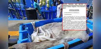 Produce actualiza reglamento de la pota para proteger el recurso y fortalecer a pescadores artesanales