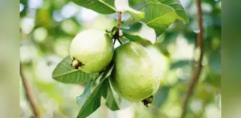 Esta fruta equilibra el azúcar en sangre y combate la hipertensión: así puedes consumirla