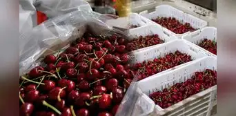 China ordena destruir 1.300 contenedores de cerezas chilenas: pérdidas superan los 100 millones de dólares