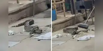 Clientes quedan en shock al encontrar una boa en una parrilla de San Martín: "Quería bailar" Clientes quedan en shock al encontrar una boa en una parrilla de San Martín: "Quería bailar"