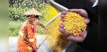 Científicos chinos buscan crear maíz rico en proteínas para reemplazar la importación de soja desde Estados Unidos