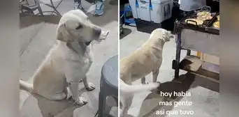 Perrito intercambia objetos de su casa por alimentos en puesto de comida: “Paga por sus antojos” Perrito intercambia objetos de su casa por alimentos en puesto de comida: “Paga por sus antojos”