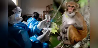 Científicos crean una pastilla que cura el ébola en monos, un paso clave para salvar vidas humanas
