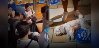Perrito resultó herido tras caer a las vías del Metropolitano en Cercado de Lima: pasajeros auxiliaron al can Perrito resultó herido tras caer a las vías del Metropolitano en Cercado de Lima: pasajeros auxiliaron al can