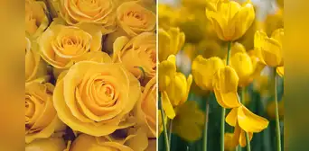 ¿Cuándo se regalan flores amarillas 2025? fecha exacta y origen de esta tradición ¿Cuándo se regalan flores amarillas 2025? fecha exacta y origen de esta tradición