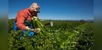 Deportaciones masivas de Trump y su impacto en la agricultura: los estados más afectados por la escasez de mano de obra en EEUU Deportaciones masivas de Trump y su impacto en la agricultura: los estados más afectados por la escasez de mano de obra en EEUU