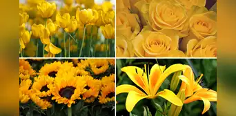 Girasoles, tulipanes y más: qué tipos de flores amarillas hay para regalar este viernes 21 de marzo
