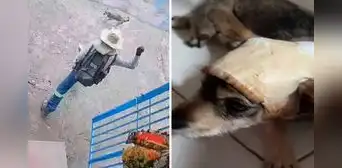 Repartidor que golpeó con una vara metálica a la perrita Laica es sentenciado a 1 año y 6 meses de prisión suspendida