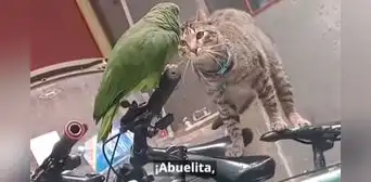 Loro aterrorizado ‘pide auxilio’ a su dueña al encontrarse muy cerca de un felino y grita: “Abuelita, me come el gato”