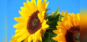 ¿Qué canción dio origen a la tradición de regalar flores amarillas el 21 de marzo? ¿Qué canción dio origen a la tradición de regalar flores amarillas el 21 de marzo?