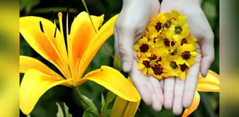 ¿Qué días del año se regalan flores amarillas y su significado? ¿Qué días del año se regalan flores amarillas y su significado?