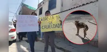 Arequipa: vecinos exigen a autoridades el rescate de 20 perros en abandono