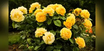 ◉ 50 mensajes de amor para acompañar tus flores amarillas este 21 de marzo en México ◉ 50 mensajes de amor para acompañar tus flores amarillas este 21 de marzo en México