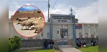 Tacna: anciana muere tras ser embestida por carnero