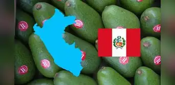Perú busca superar a este país como el principal productor de palta en el mundo: crece demanda del 'oro verde' en China y más