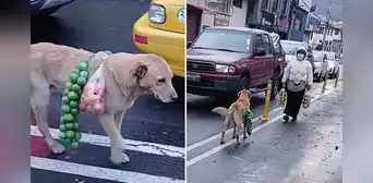 Captan a perrito cargando frutas en semáforo junto a su dueña y clip desata reacciones divididas Captan a perrito cargando frutas en semáforo junto a su dueña y clip desata reacciones divididas